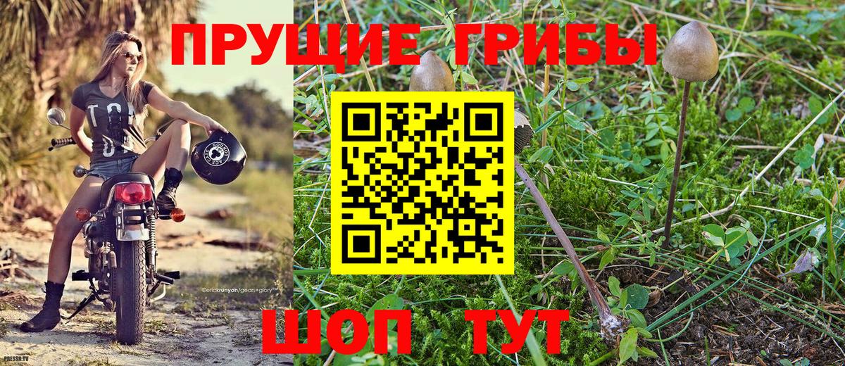 Псилоцибиновые грибы Psilocybe  Галлюциногенные грибы Psilocybe  Новошахтинск  Вход с VPN 